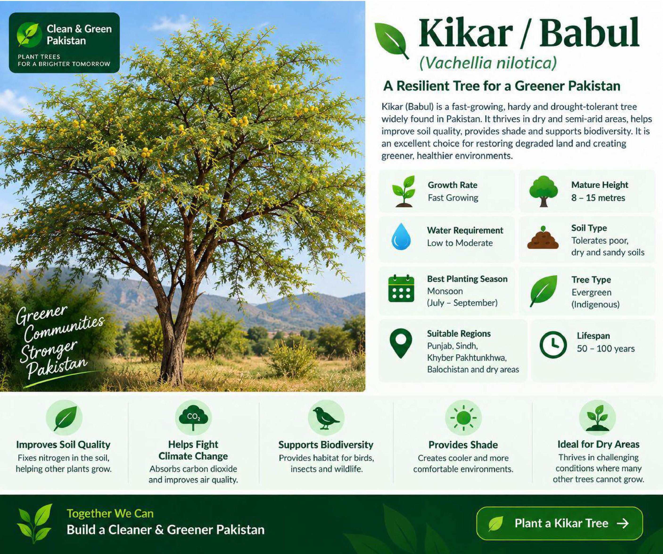 Kikar or Babul tree (Vachellia nilotica) growing in Pakistan