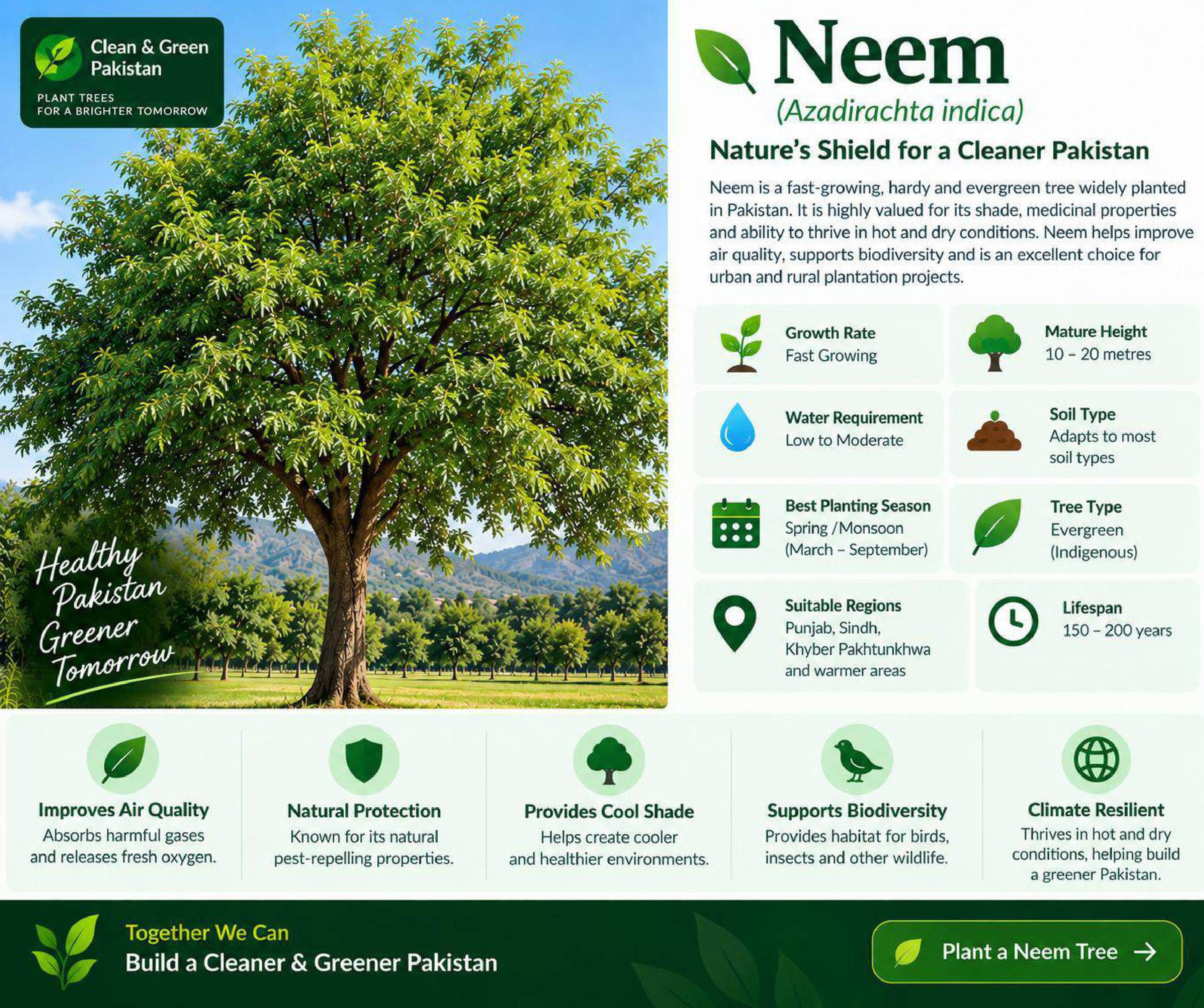 Healthy Neem tree (Azadirachta indica) growing in a warm region of Pakistan