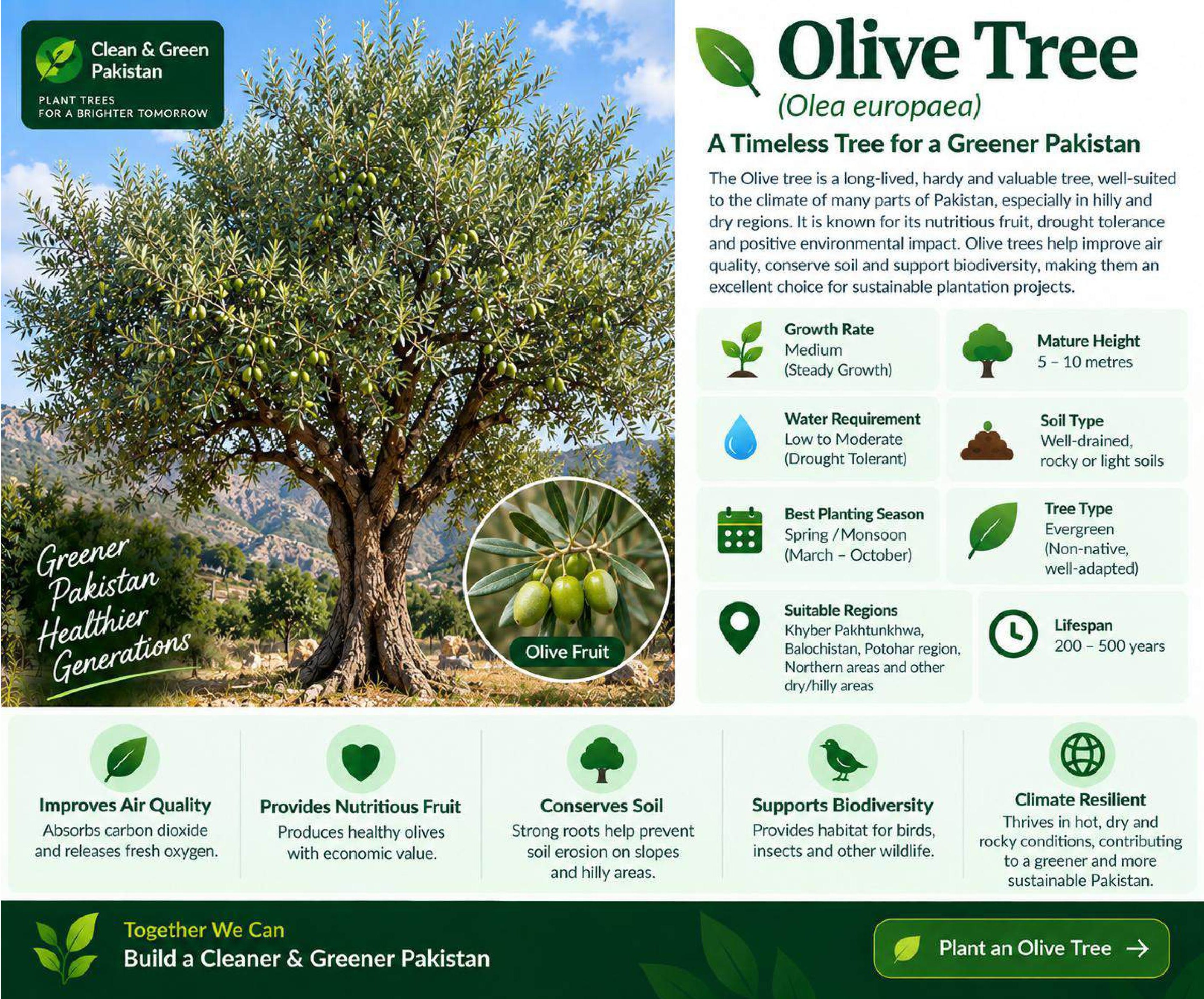 Olive Tree Plantation in Pakistan: Benefits, Growing Regions & Environmental Impact