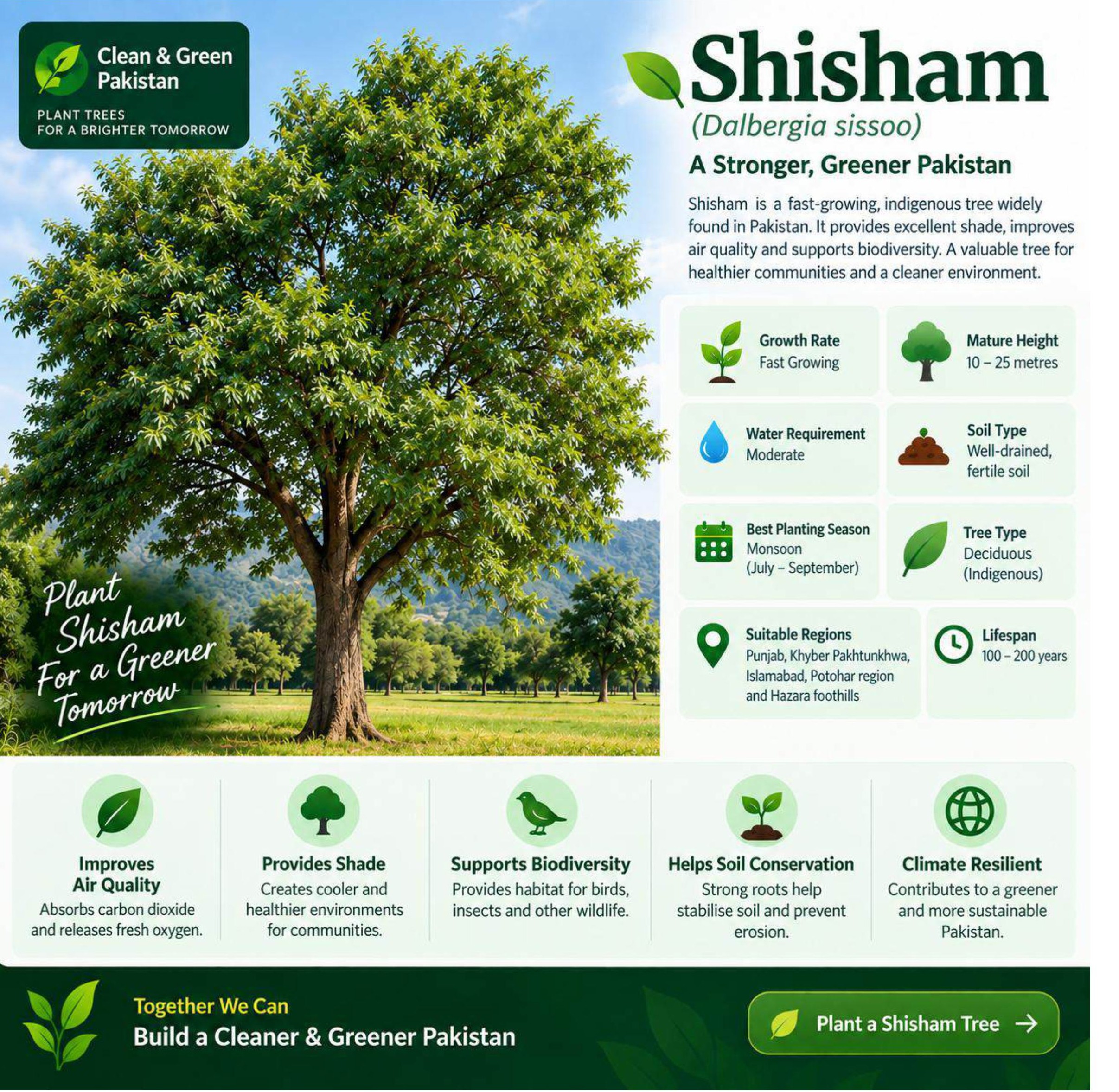 Mature Shisham tree (Dalbergia sissoo) suitable for plantation in Pakistan