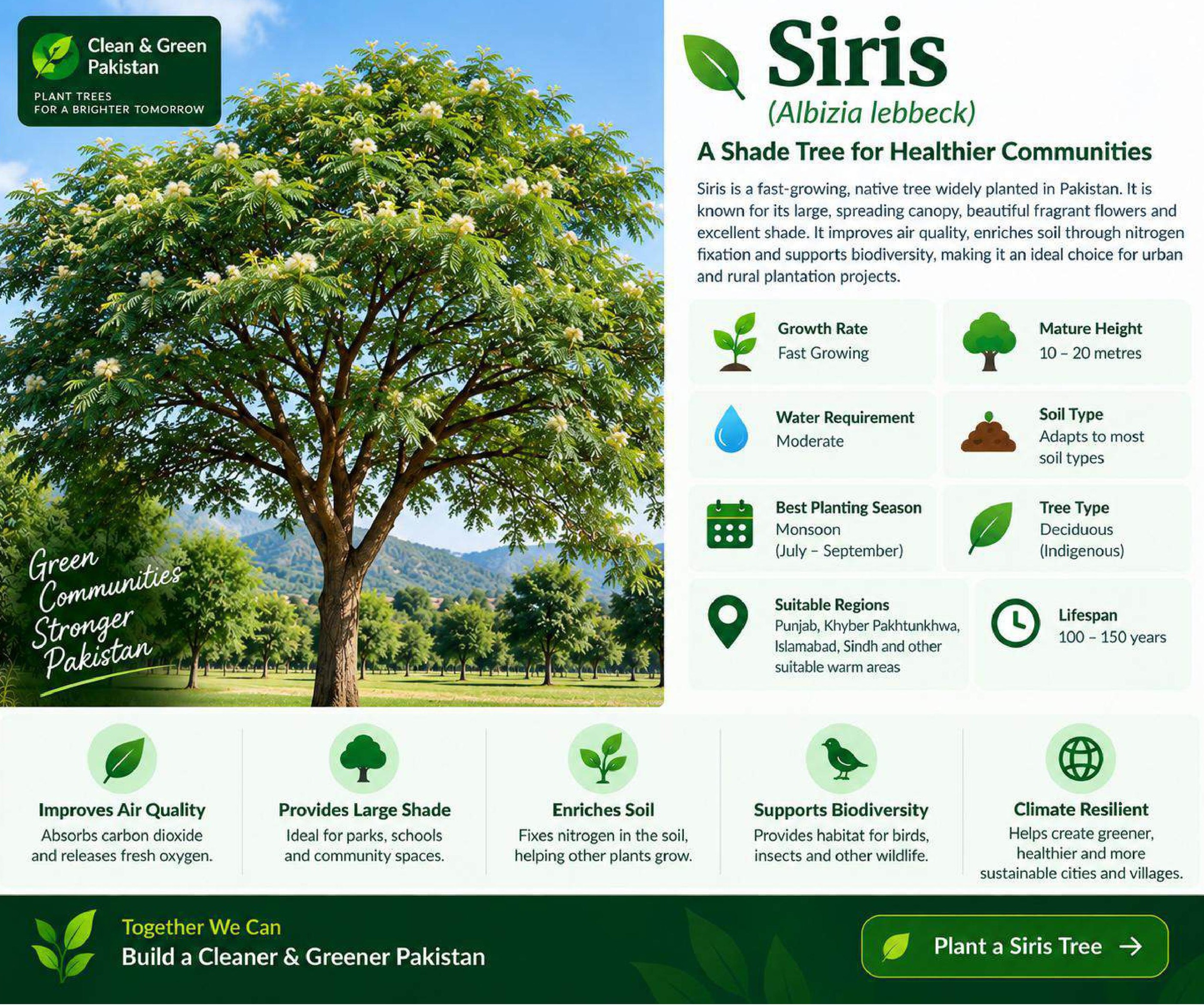 Mature Siris tree (Albizia lebbeck) with broad green canopy in Pakistan